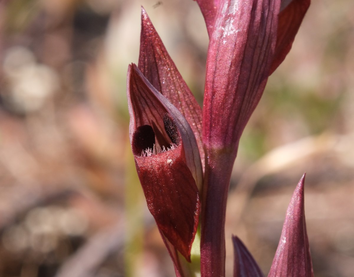 Ultime orchidee per quest''anno - Dalla Grecia con passione